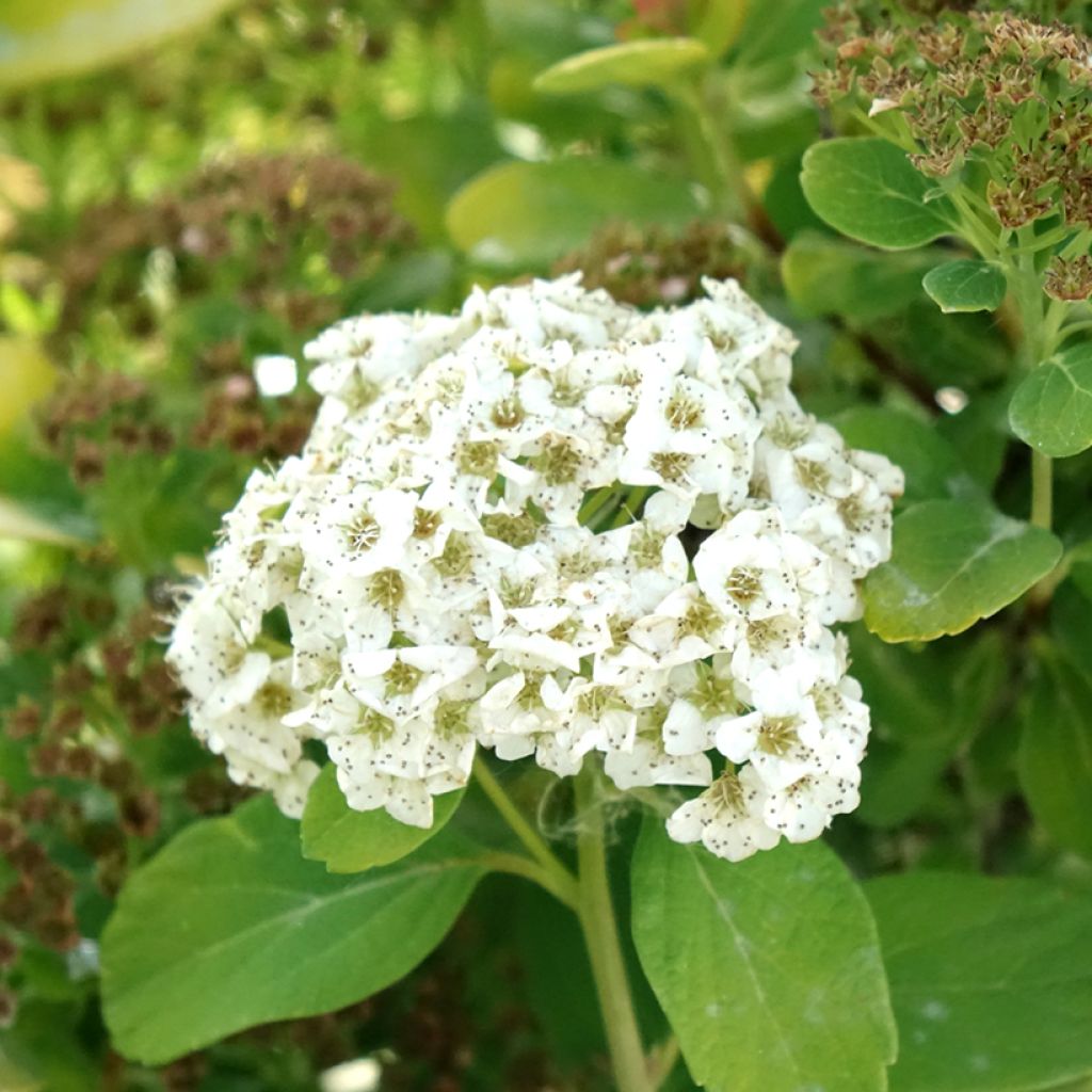 Spirée à feuilles de bouleau Tor Gold - Spiraea betulifolia