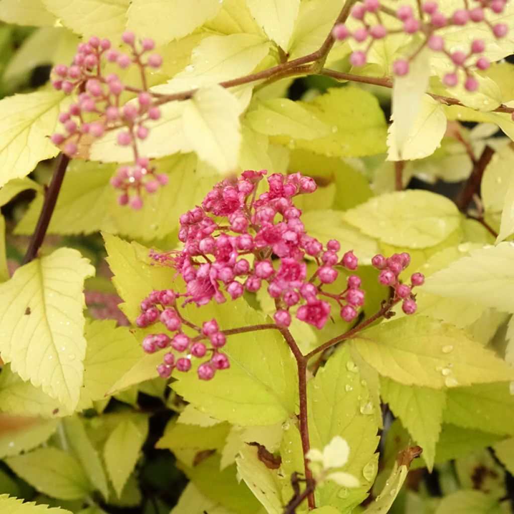 Spirée dorée - Spiraea japonica Candlelight