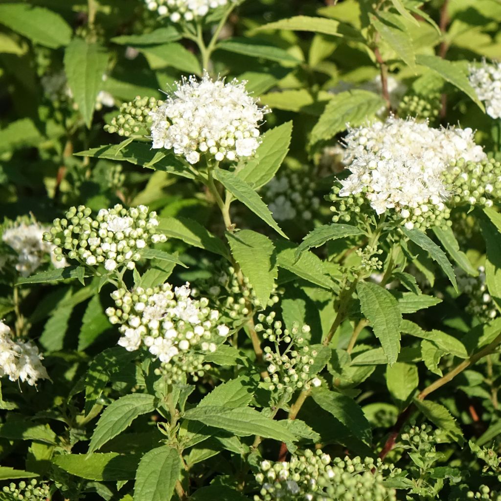 Spirée japonaise Albiflora - Spiraea japonica
