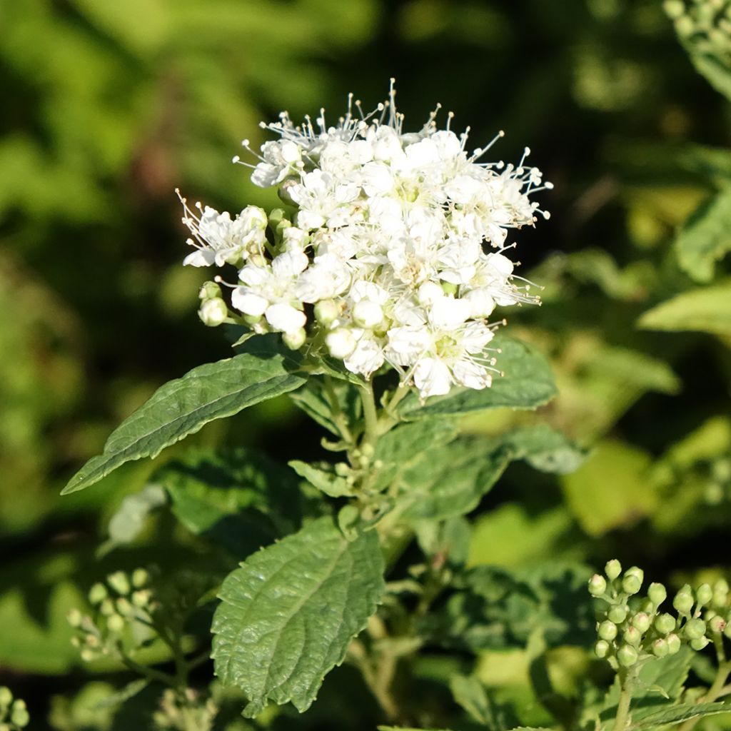 Spirée japonaise Albiflora - Spiraea japonica