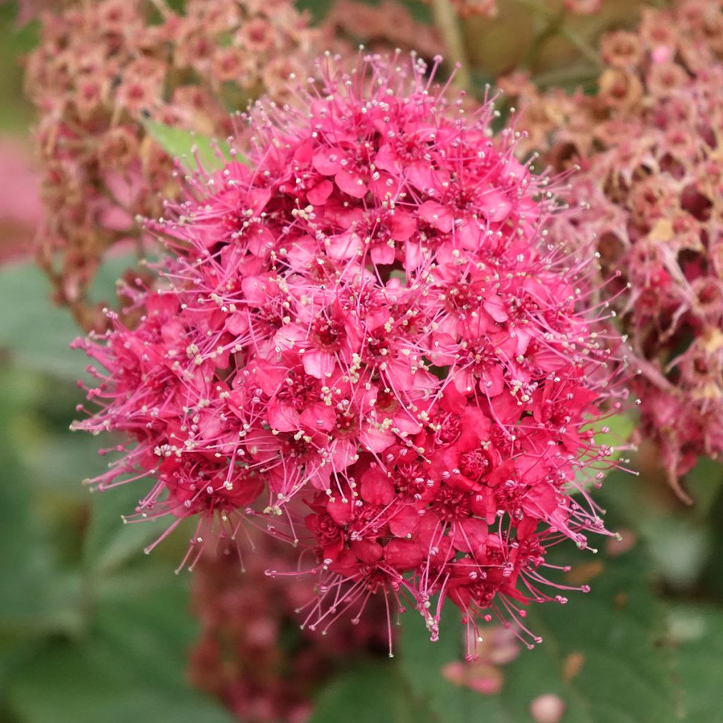 Spirée japonaise Double Play Doozie - Spiraea japonica