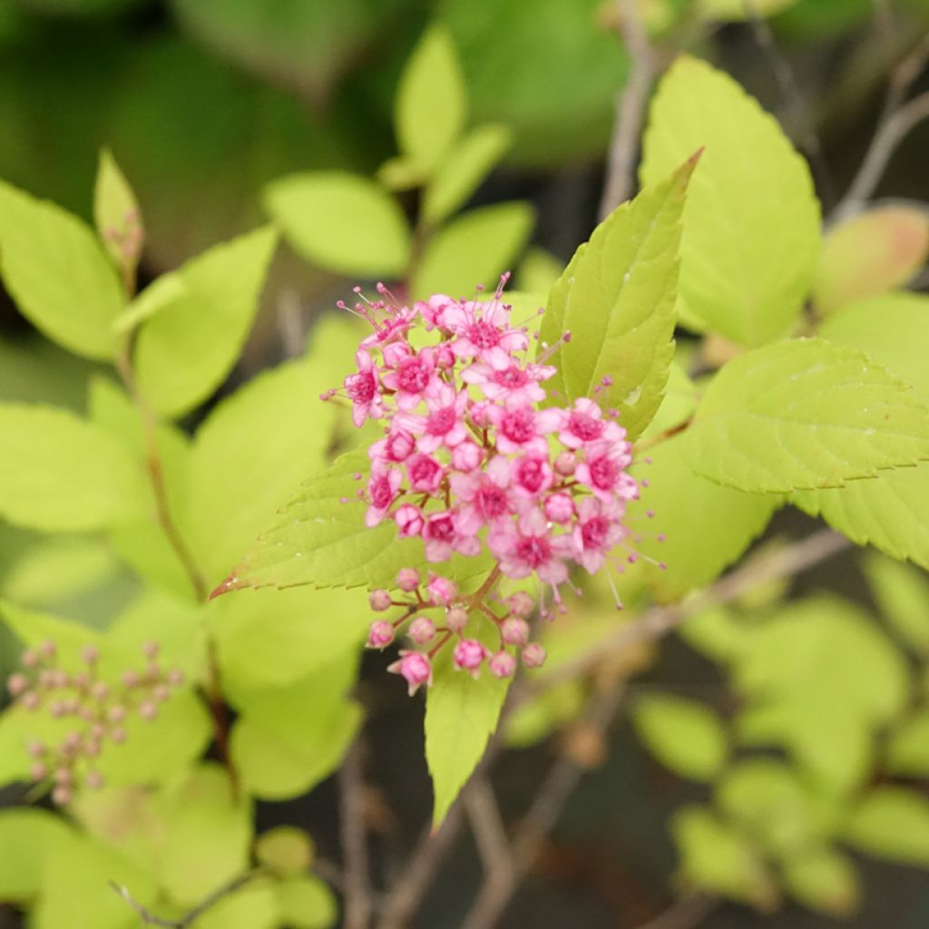 Spirée japonaise Goldmound -  Spiraea japonica