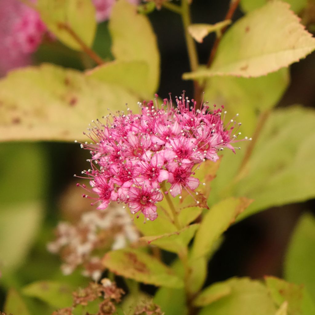 Spirée japonaise Little Princess - Spiraea japonica