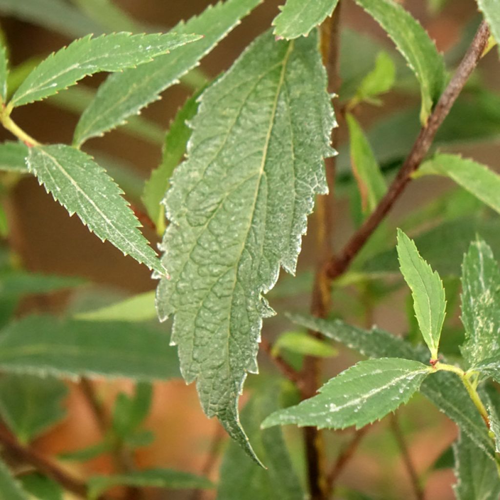 Spirée japonaise - Spiraea japonica Neon Flash