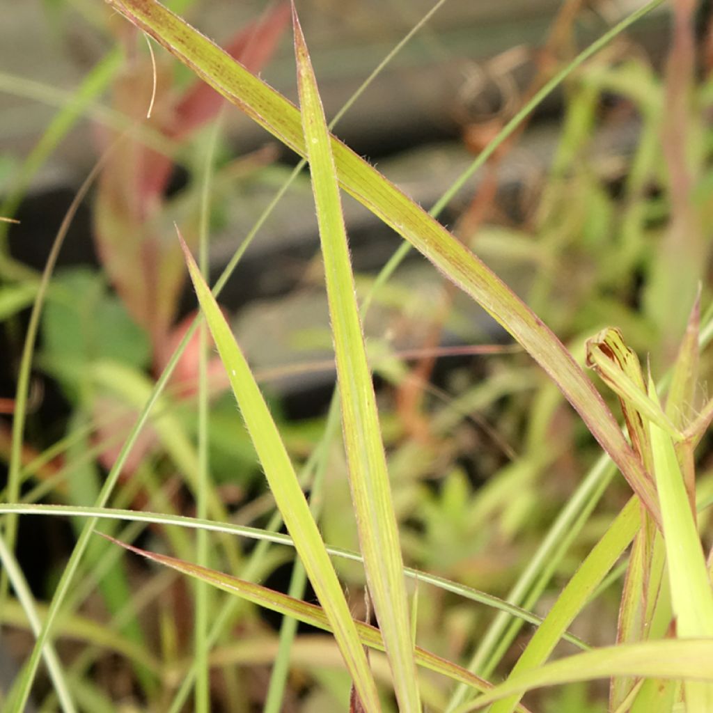 Spodiopogon sibericus