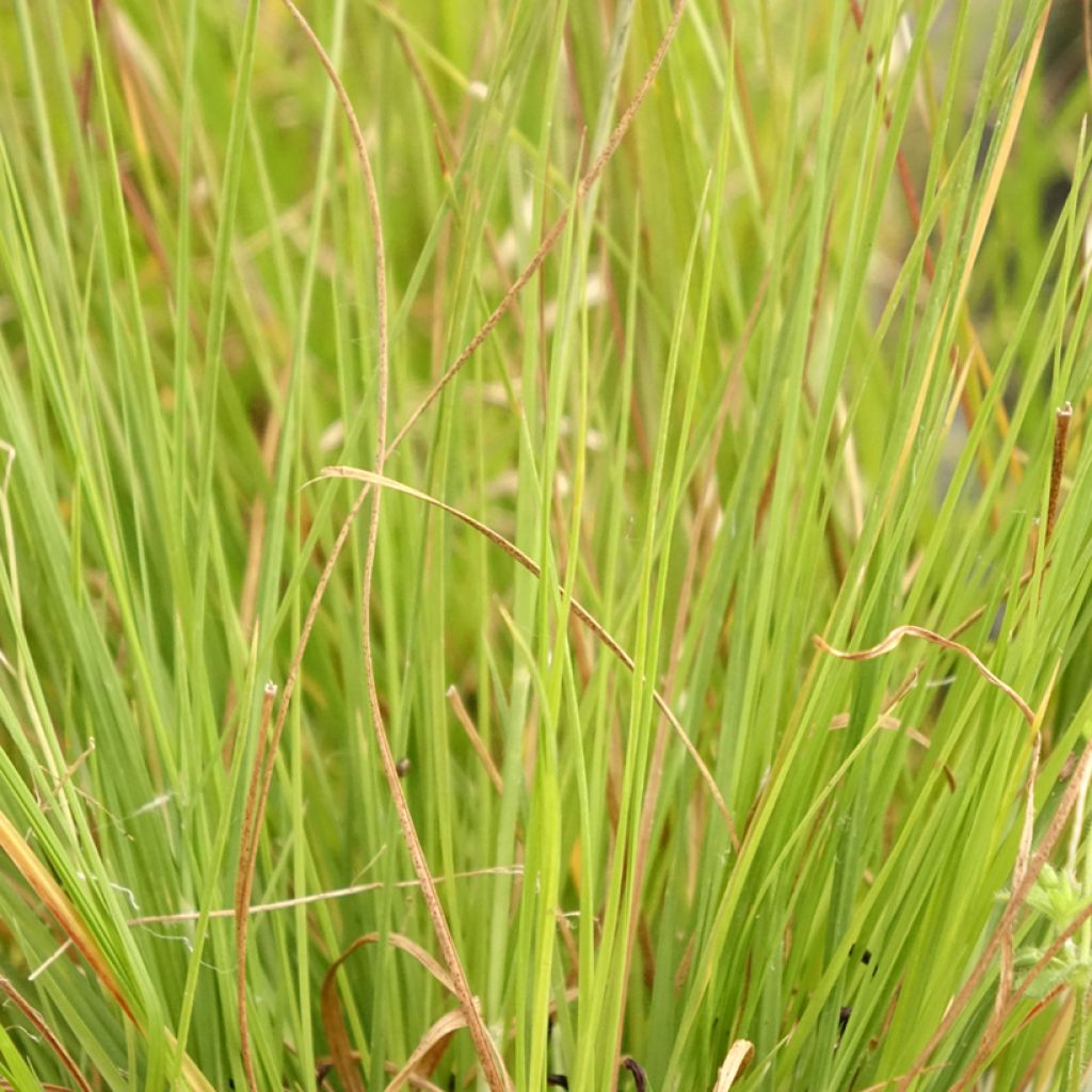 Sporobolus heterolepsis Wisconsin Strain - Sporobole à glumes inégales