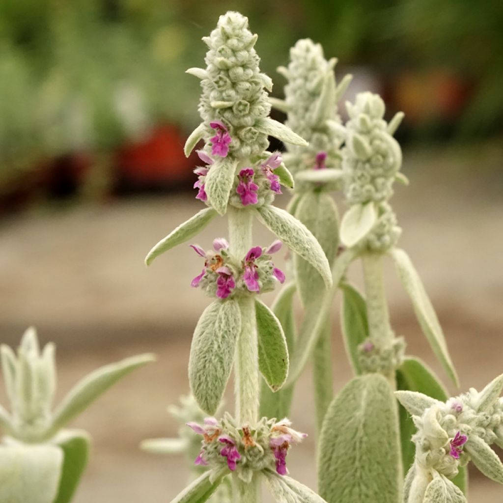 Stachys byzantina Big Ears - Oreille d'ours