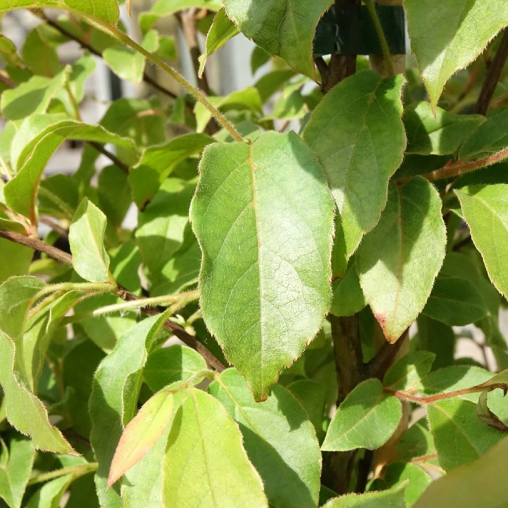 Stewartia monadelpha 
