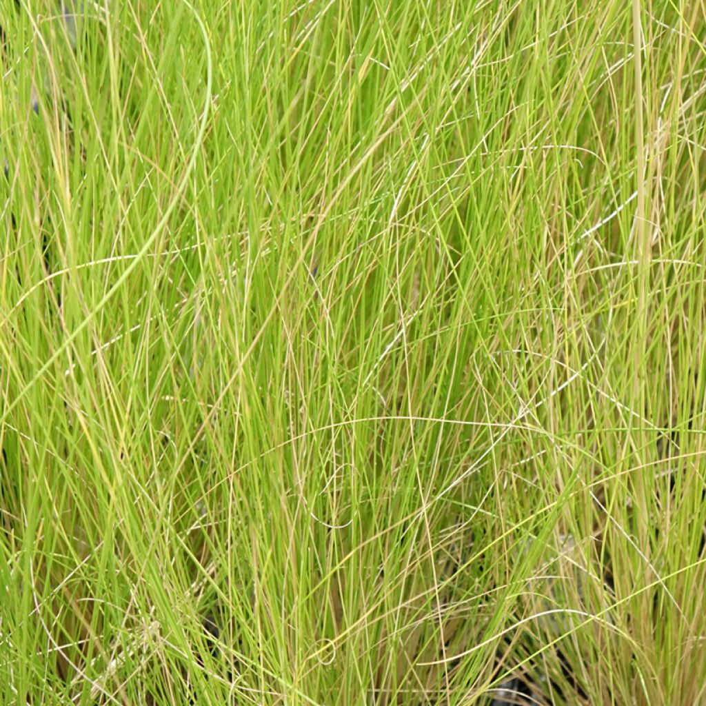 Stipa ichu - Jarava ichu