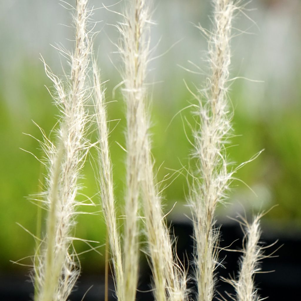 Stipa ichu - Jarava ichu