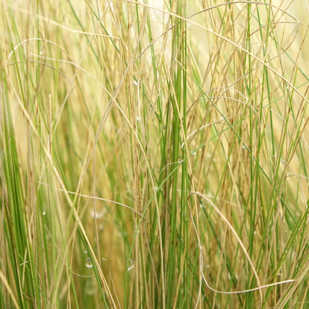 Stipa pennata