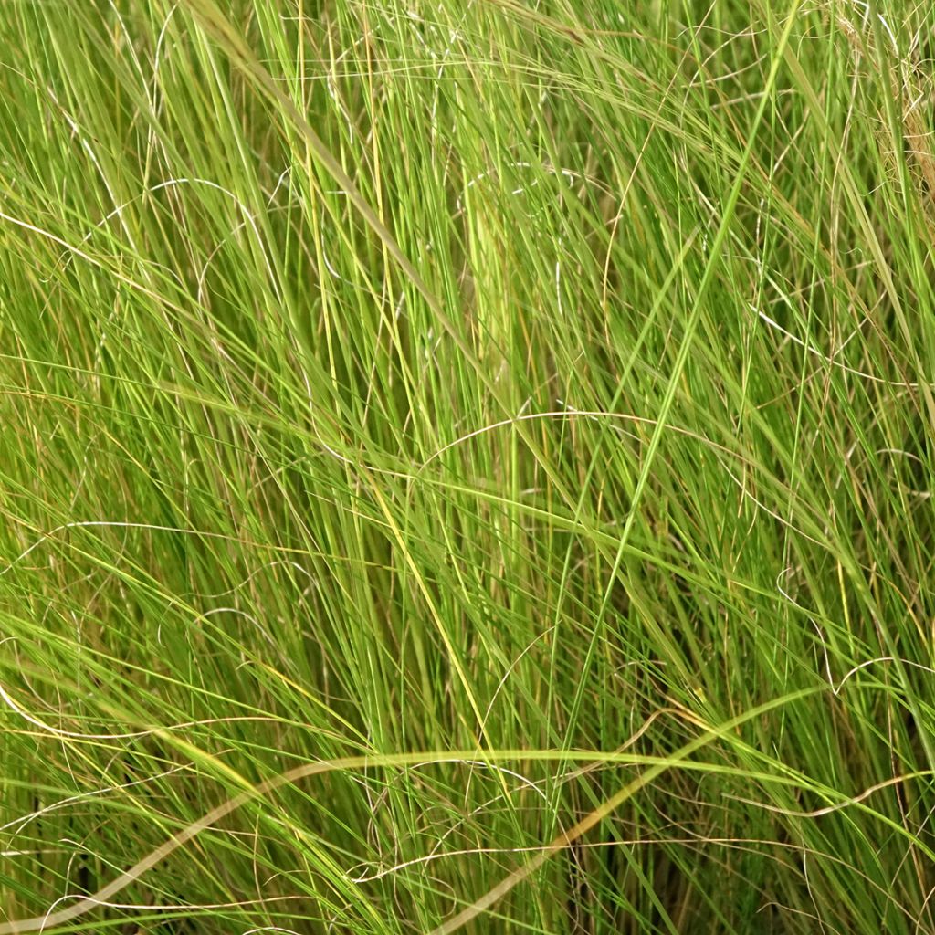 Stipa trichotoma Palomino - Stipe à feuilles dentées