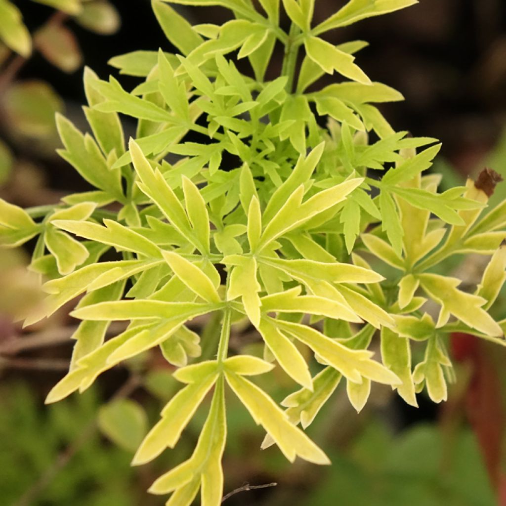 Sureau à grappes - Sambucus racemosa Sutherland Gold