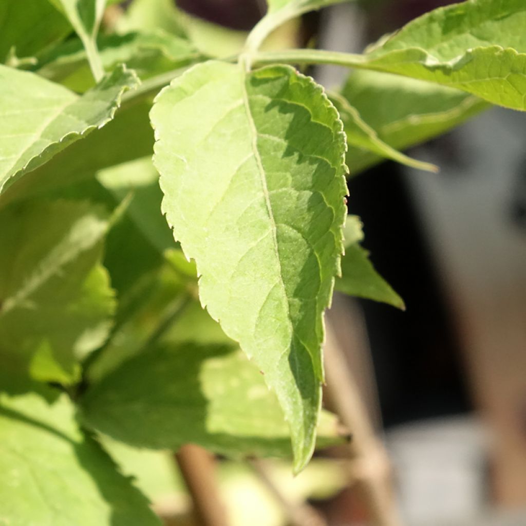 Sureau noir - Sambucus nigra Korsor