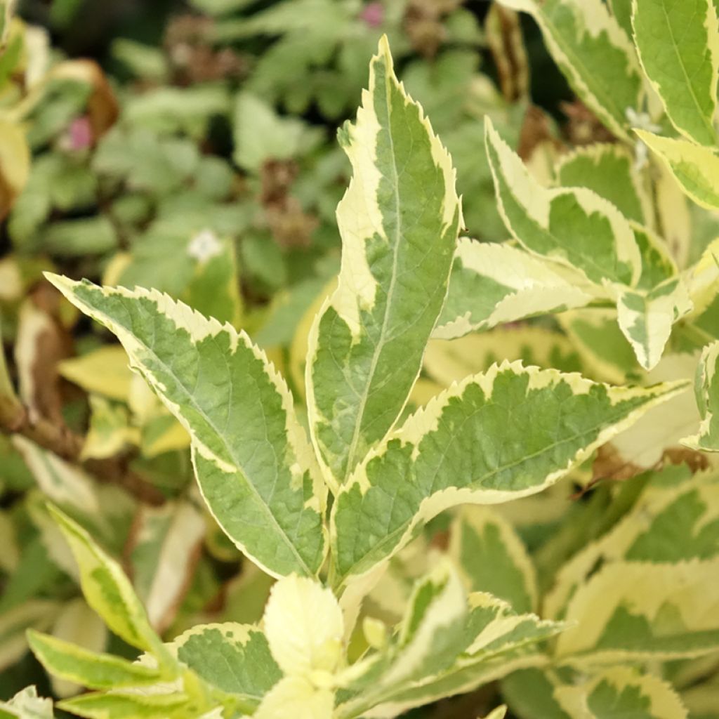 Sureau noir - Sambucus nigra Madonna