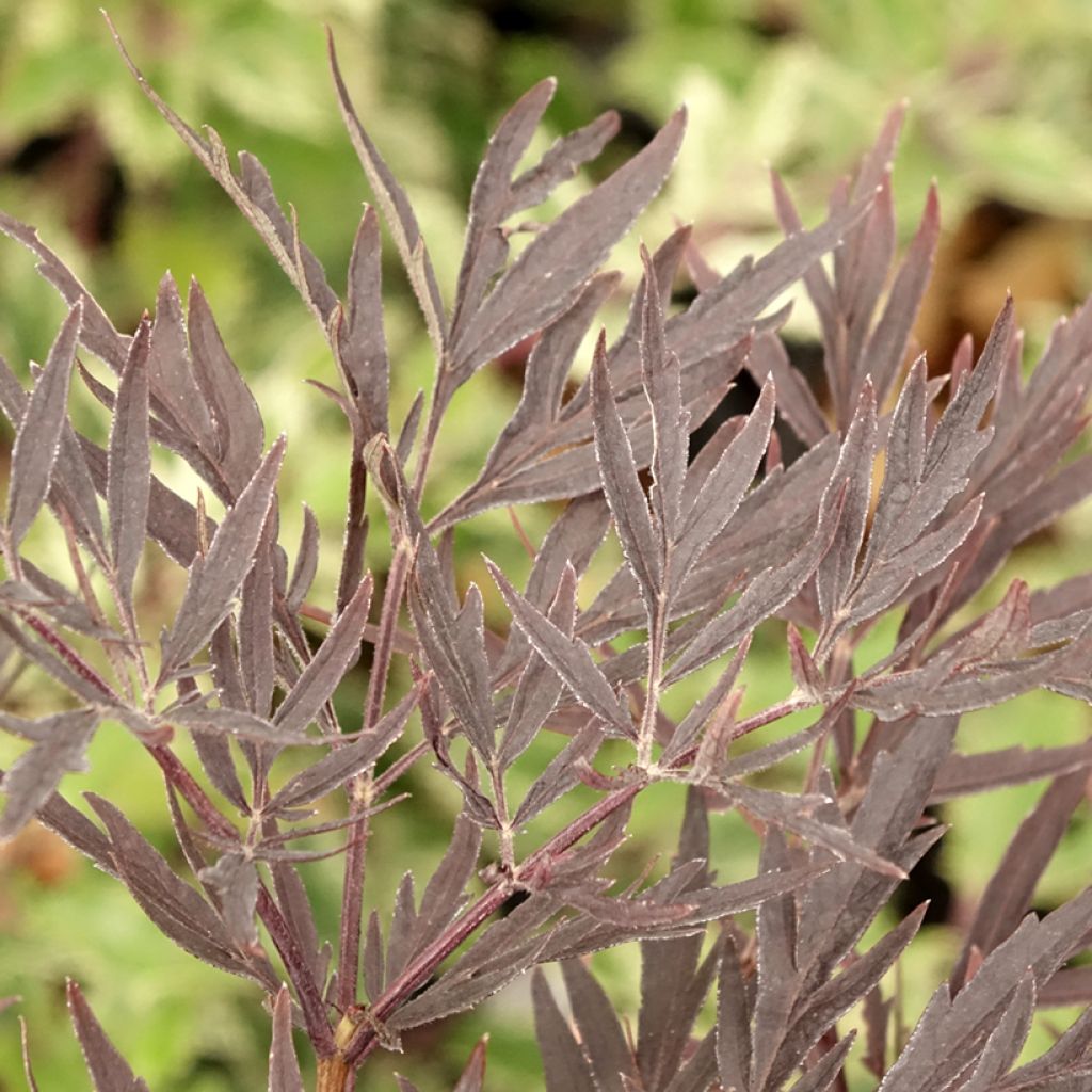 Sureau noir - Sambucus nigra Straight Laced