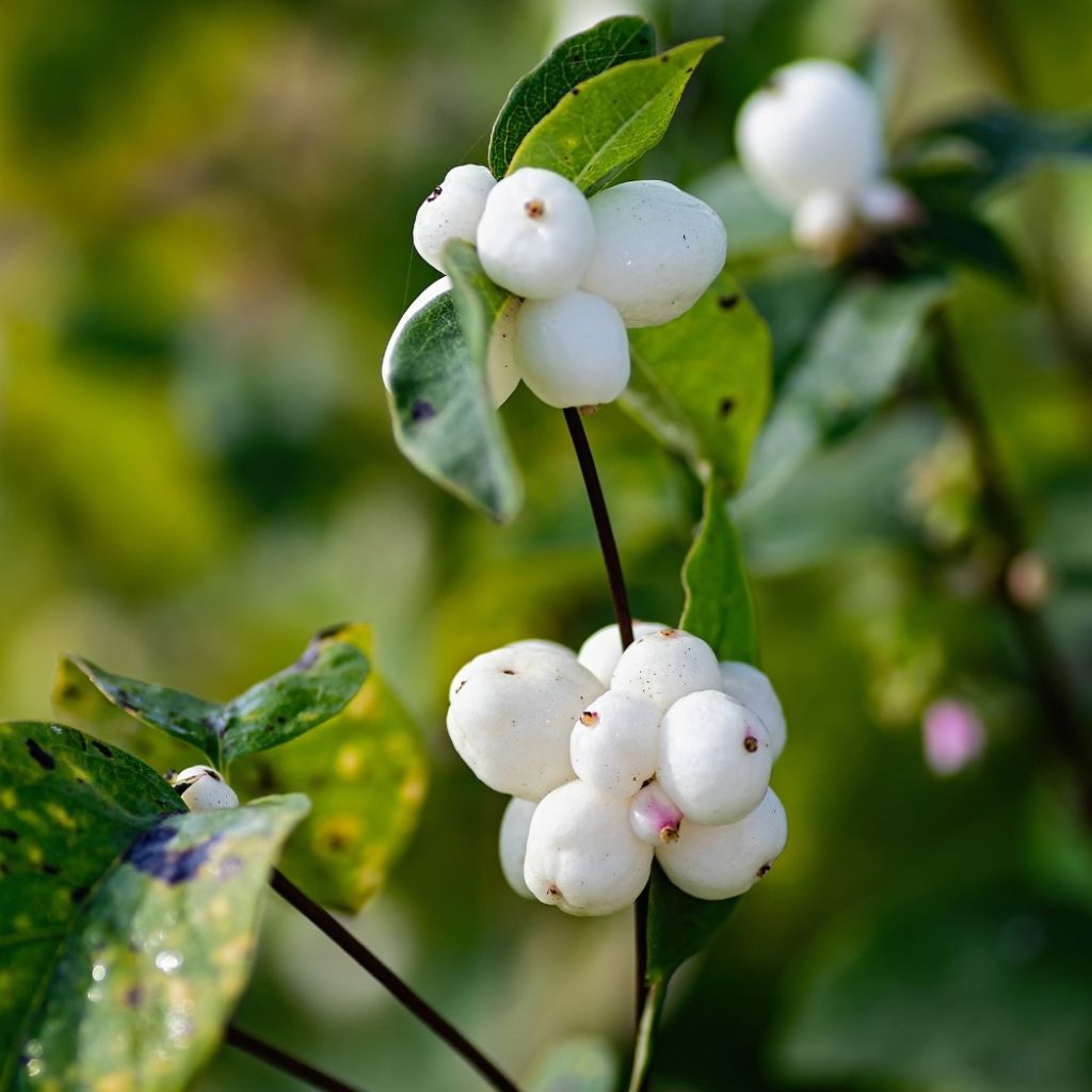 Symphorine - Symphoricarpos doorenbosii White Hedge