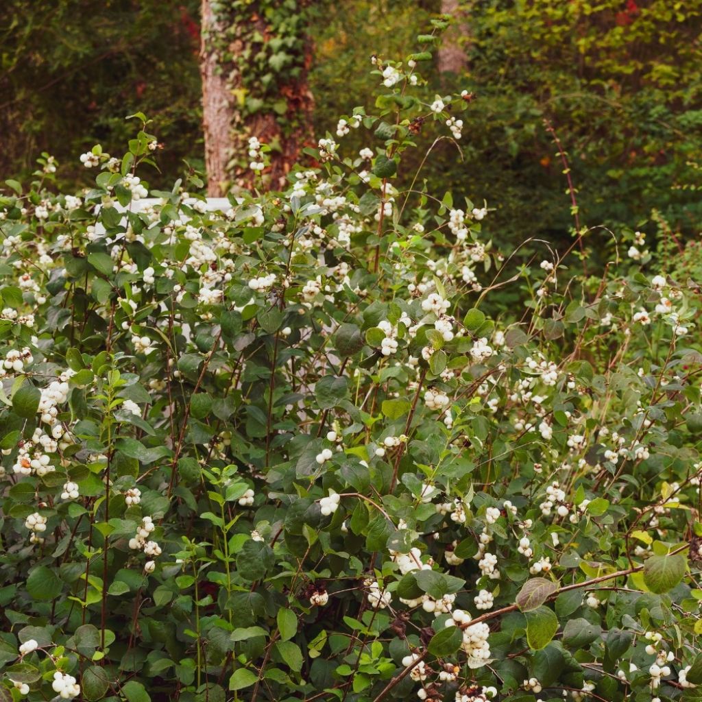 Symphorine - Symphoricarpos doorenbosii White Hedge