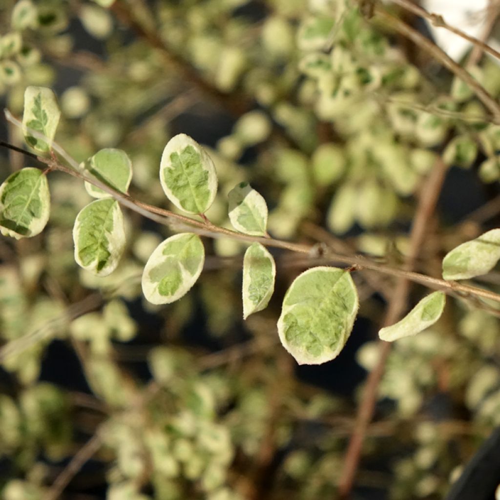 Symphorine de Chenault Fiesta Berry - Symphoricarpos chenaultii
