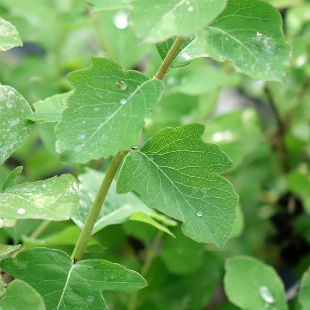 Symphorine - Symphoricarpos orbiculatus Symphony Rave
