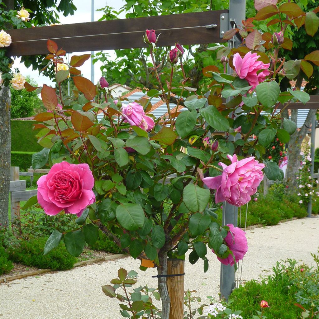 Rosier tige Line Renaud 