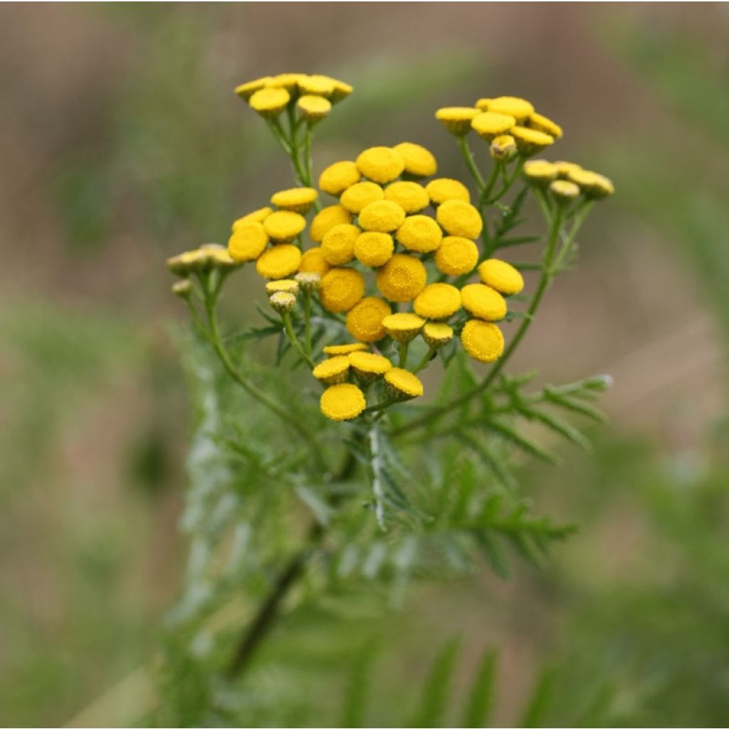 Tanaisie - Tanacetum vulgare