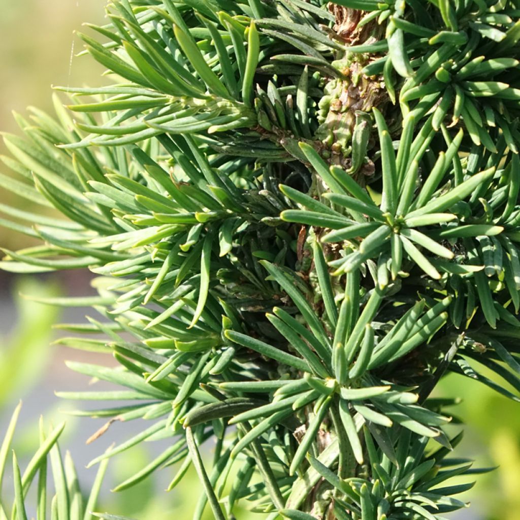 Taxus baccata Cristata - If commun nain