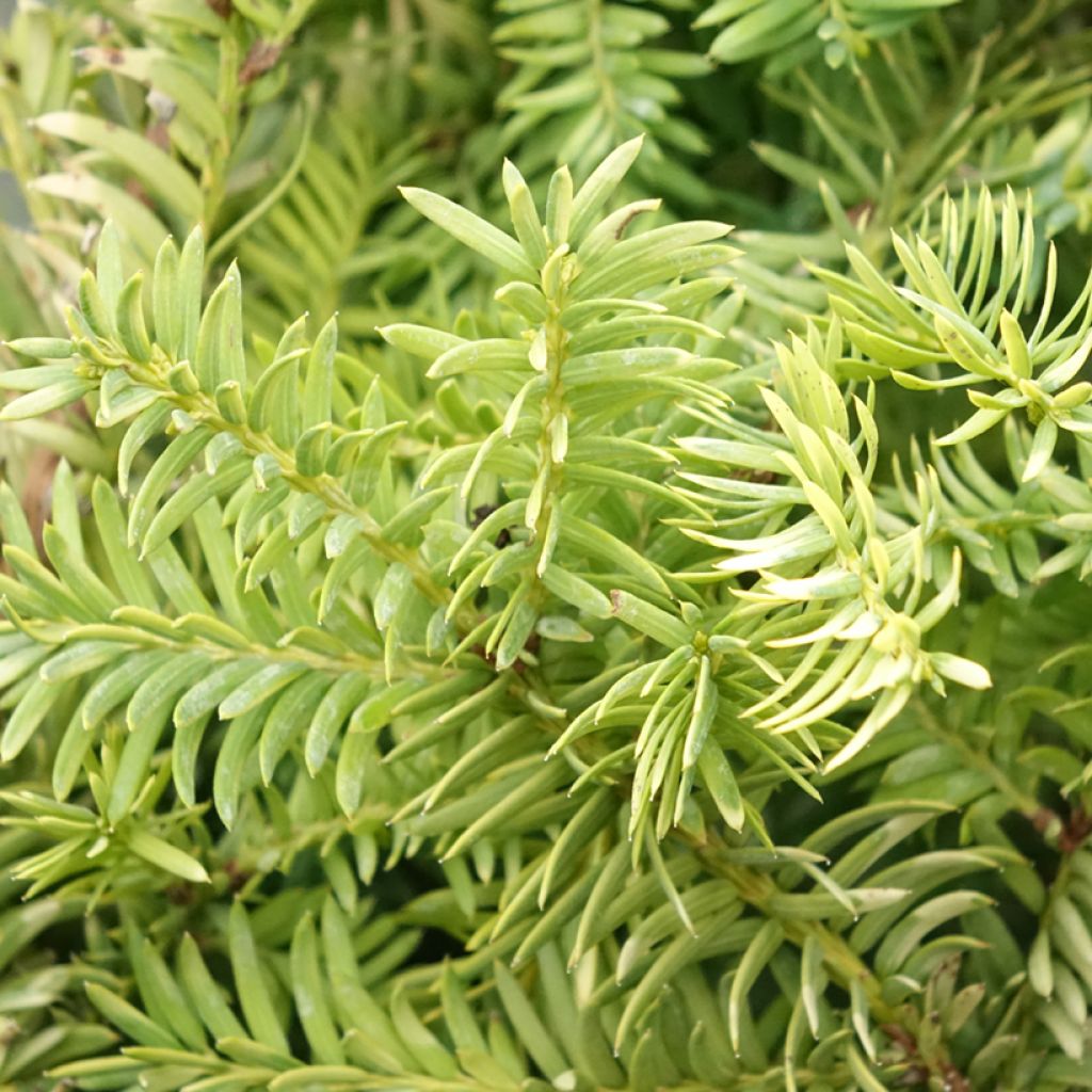 Taxus baccata Elegantissima - If commun