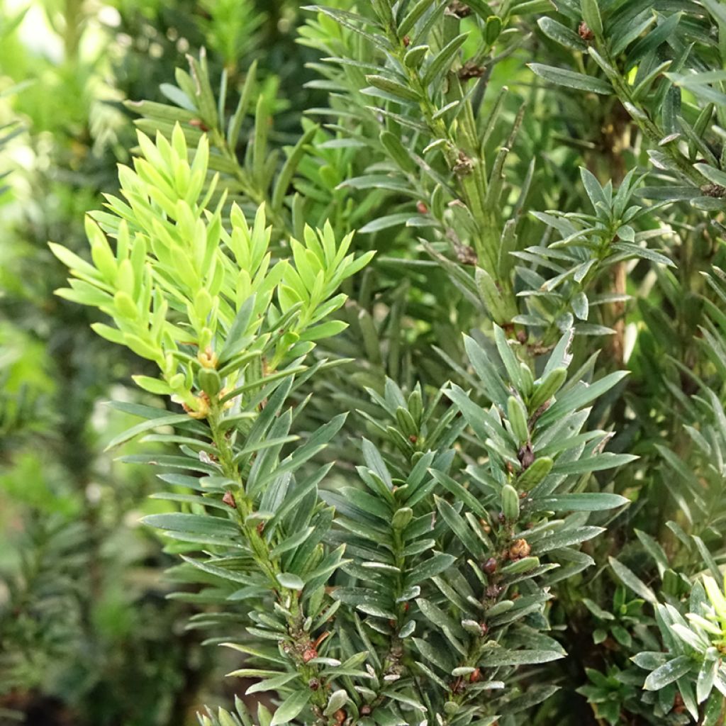 Taxus media Hillii - If hybride