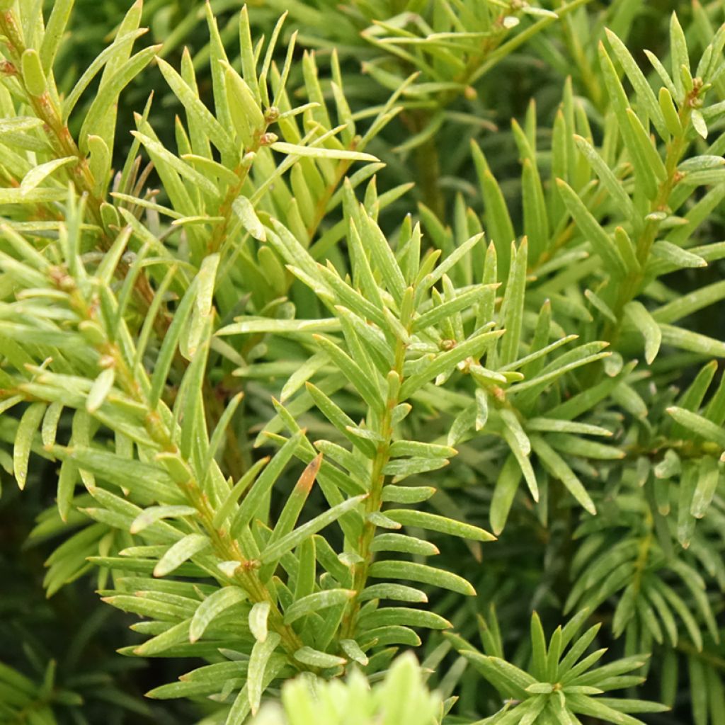 Taxus x media Groenland - If hybride