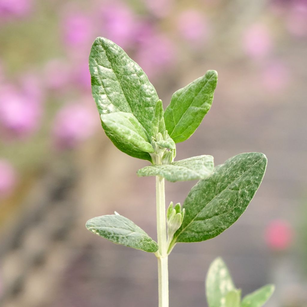 Teucrium fruticans Selection Erecta - Germandrée arbustive