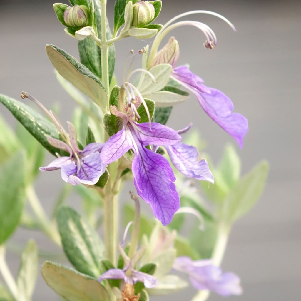 Teucrium fruticans Selection Erecta - Germandrée arbustive