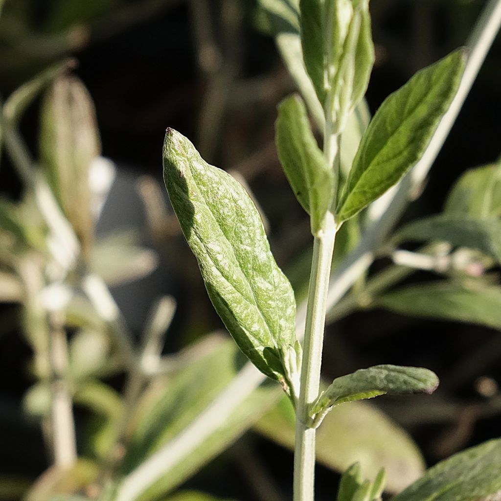 Teucrium Indyho - Germandrée arbustive