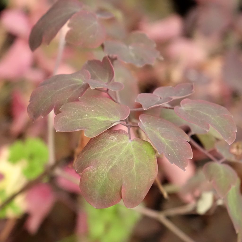 Thalictrum Anne - Pigamon