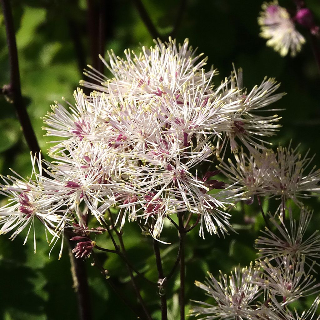 Thalictrum aquilegifolium Album - Pigamon
