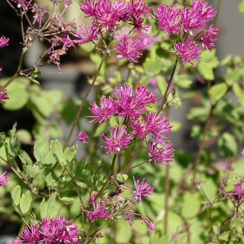 Thalictrum aquilegifolium Thundercloud - Pigamon à feuille d'ancolie