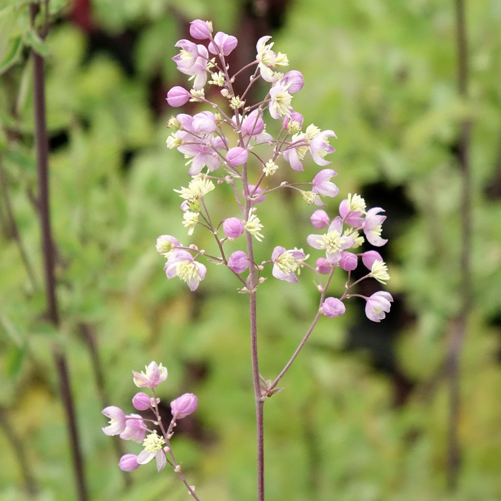 Thalictrum Elin - Pigamon