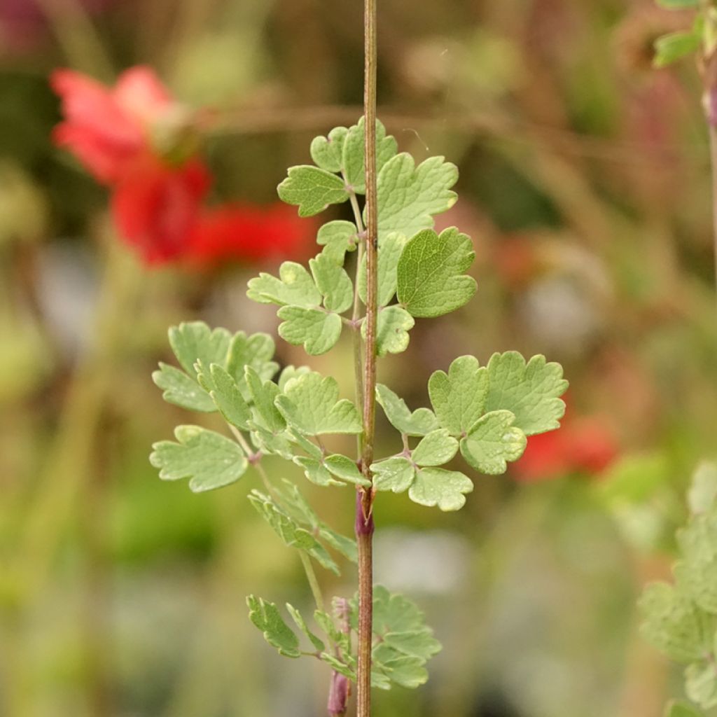 Thalictrum sphaerostachyum - Pigamon à tête ronde
