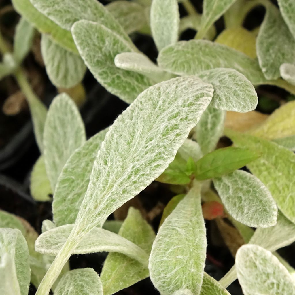 Thé grec des montagnes BIO - Sideritis syriaca - Thé de Crète