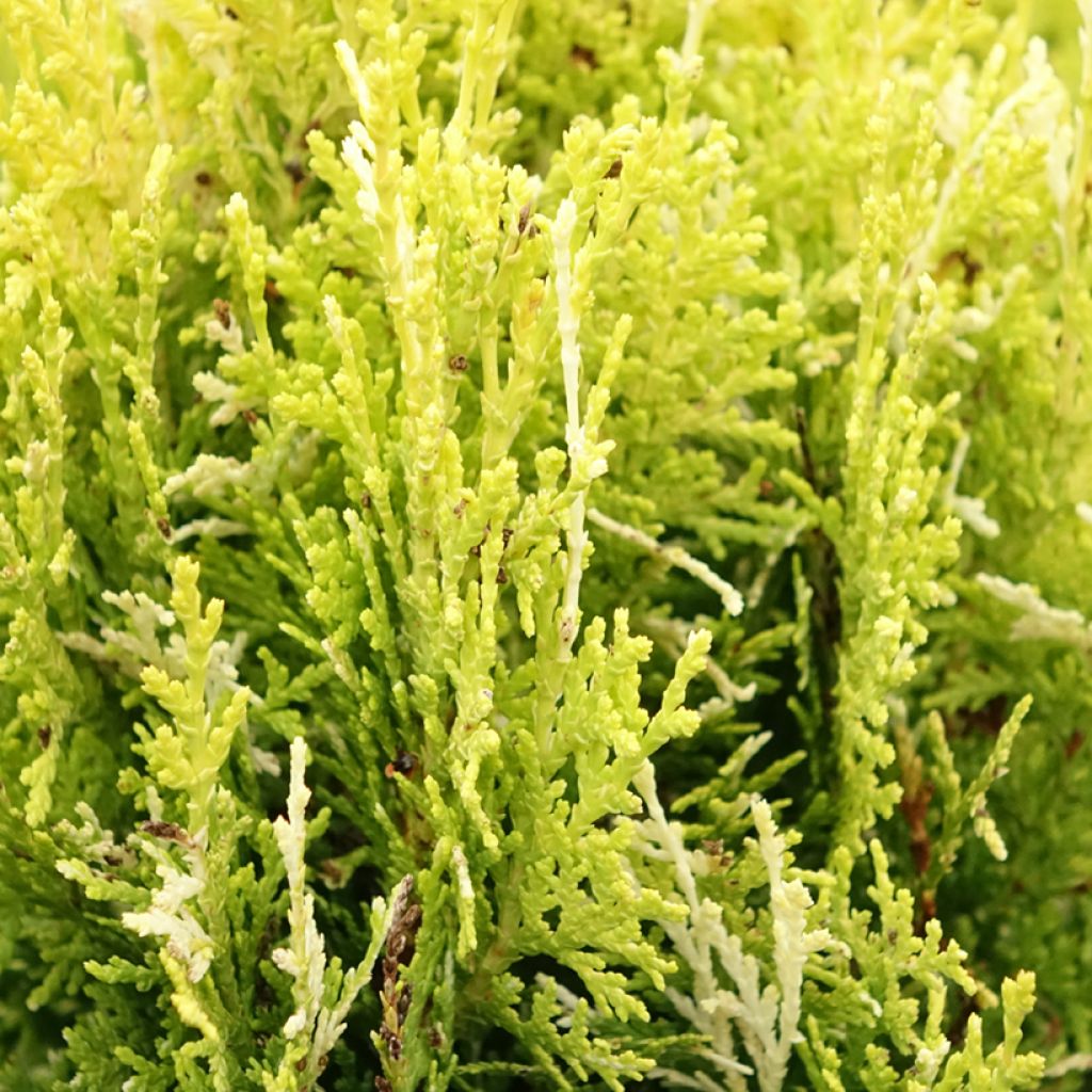Thuja orientalis Fleck - Thuya de Chine ou Thuya d'Orient