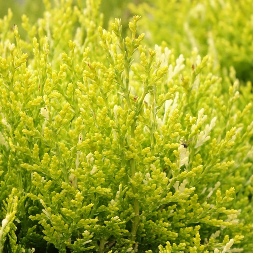 Thuja orientalis Fleck - Thuya de Chine ou Thuya d'Orient