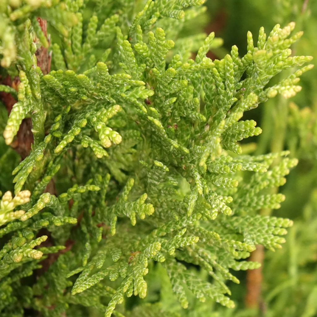Thuja plicata Can-Can - Thuya compact