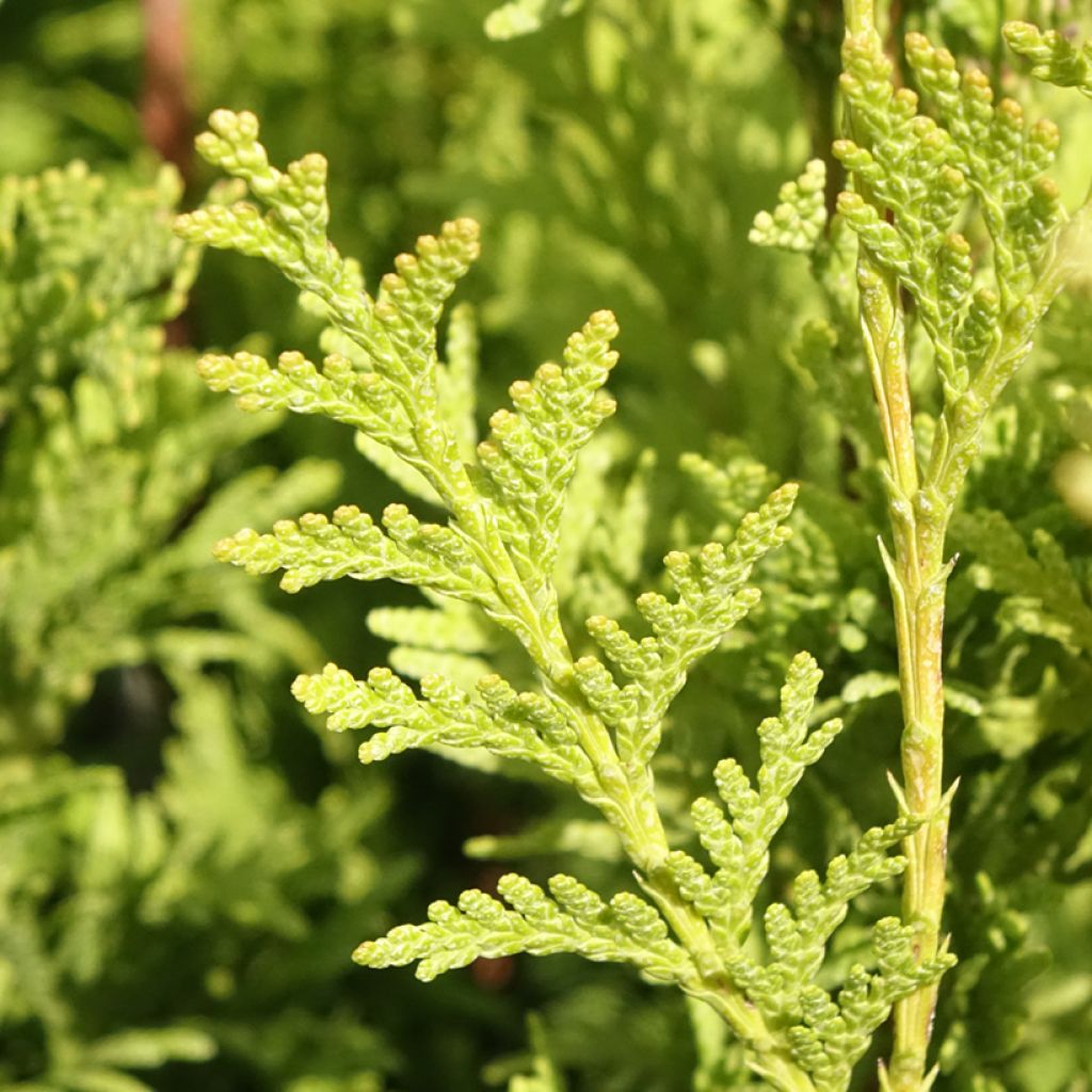 Thuja plicata Can-Can - Thuya compact