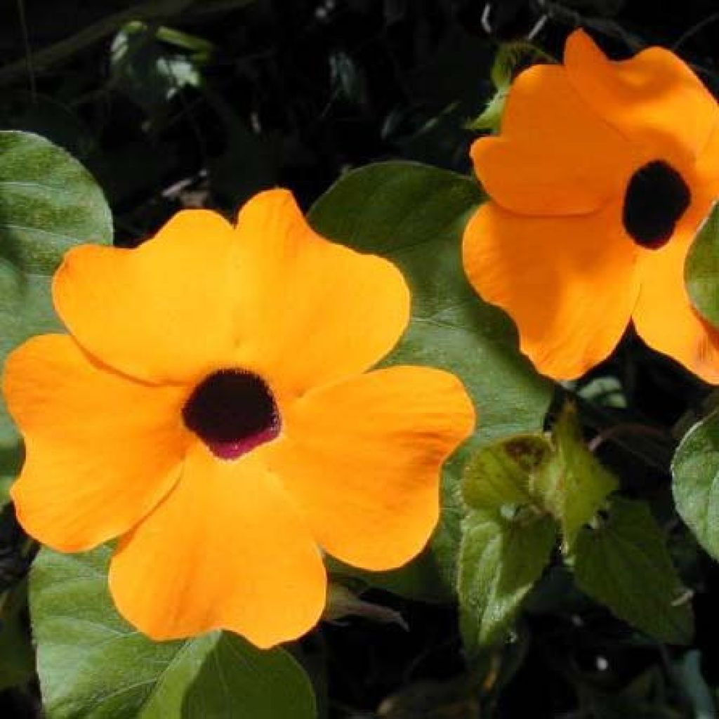 Suzanne orange aux yeux noirs - Thunbergia alata