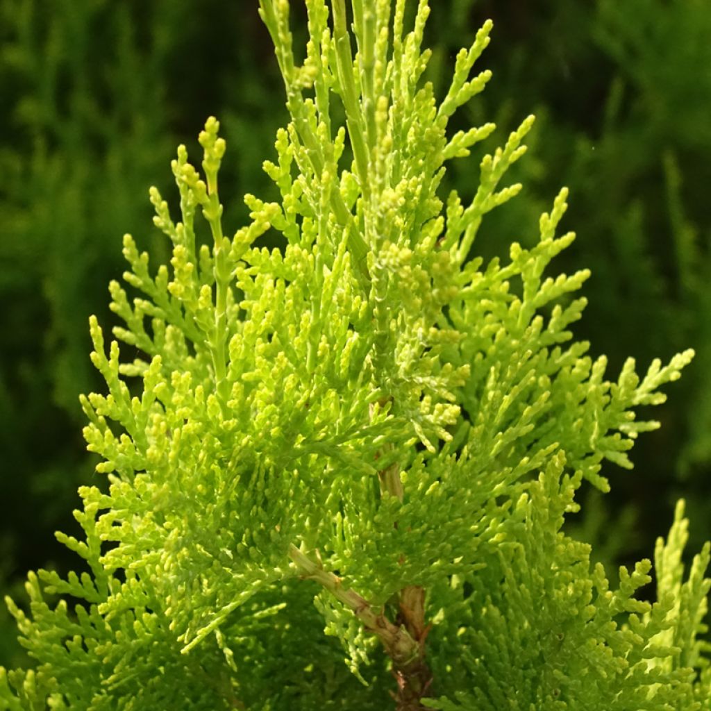 Thuya d'Orient - Thuja orientalis Pyramidalis Aurea