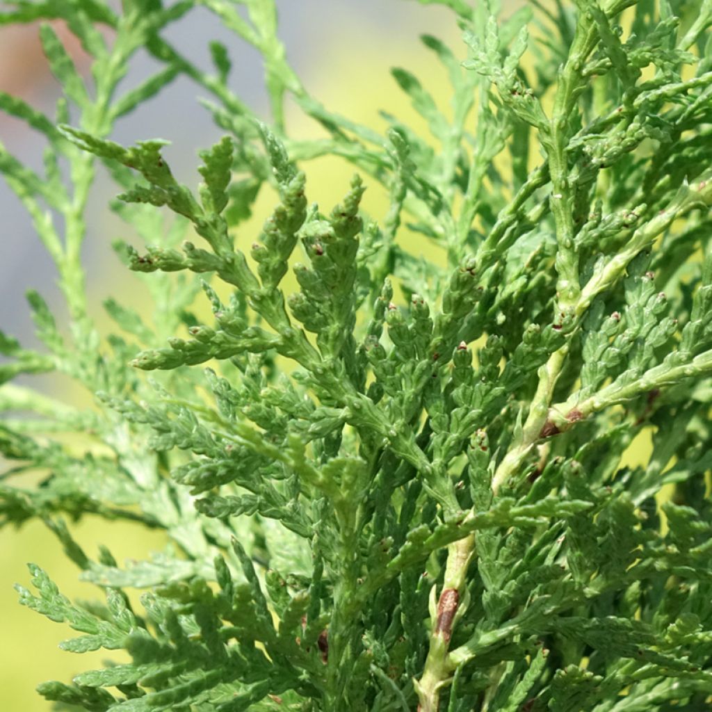 Thuya du Canada - Thuja occidentalis Globosa Aurea