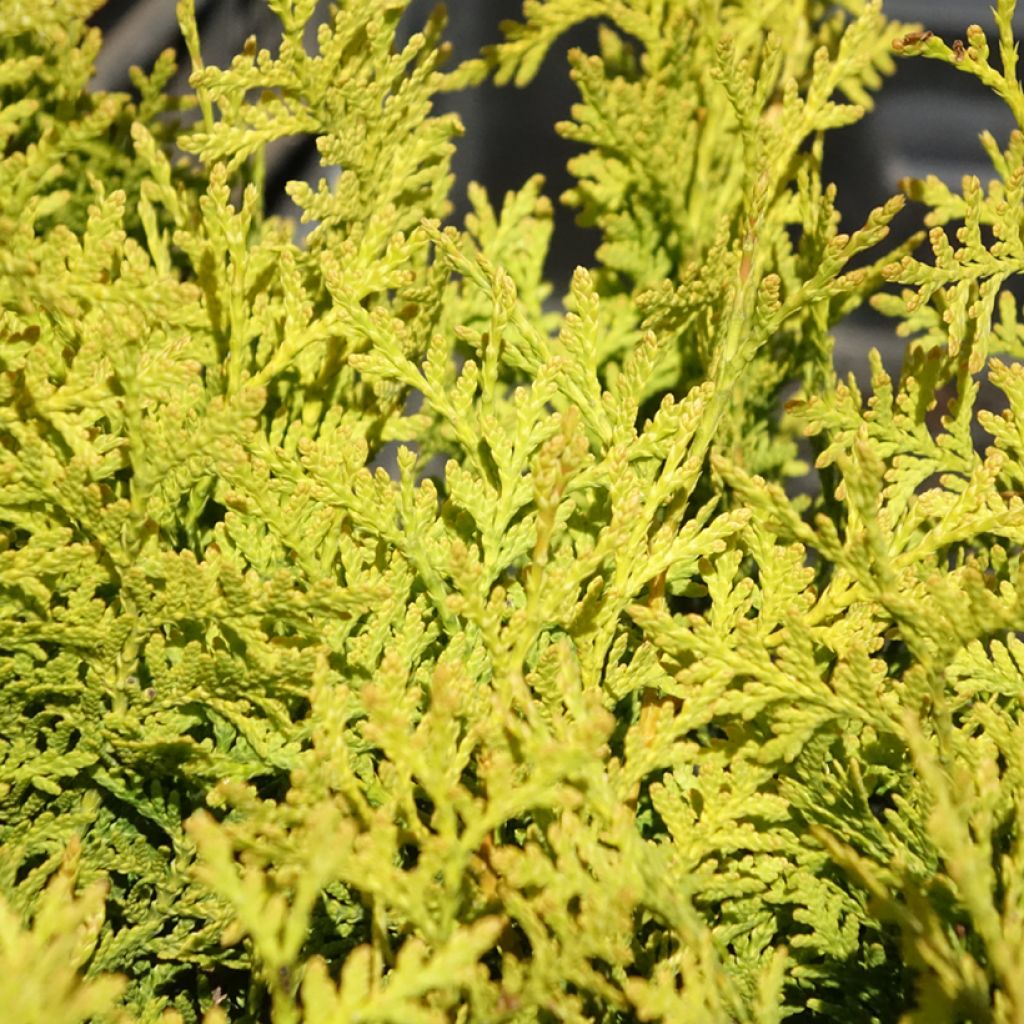 Thuya du Canada - Thuja occidentalis Golden Brabant