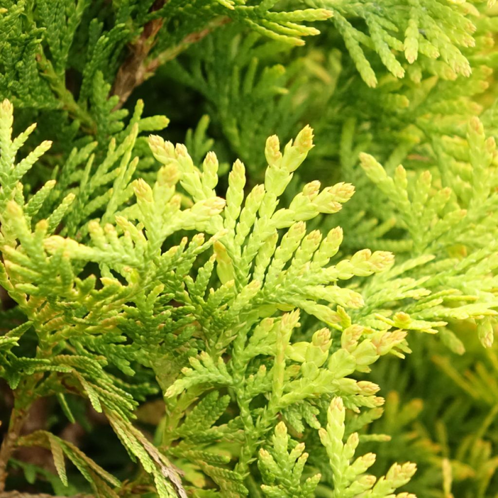 Thuya du Canada - Thuja occidentalis Jantar
