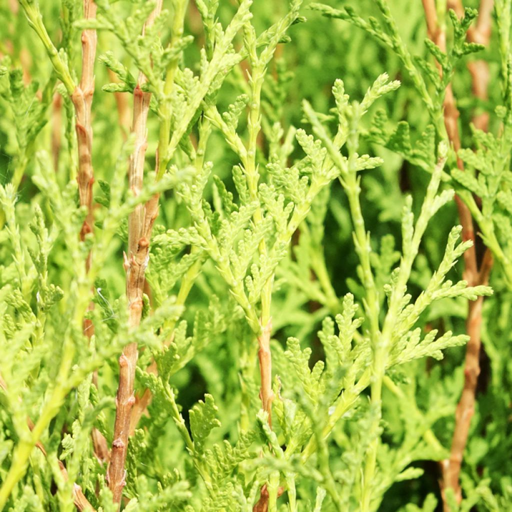 Thuya du Canada - Thuja occidentalis Malonyana Aurea
