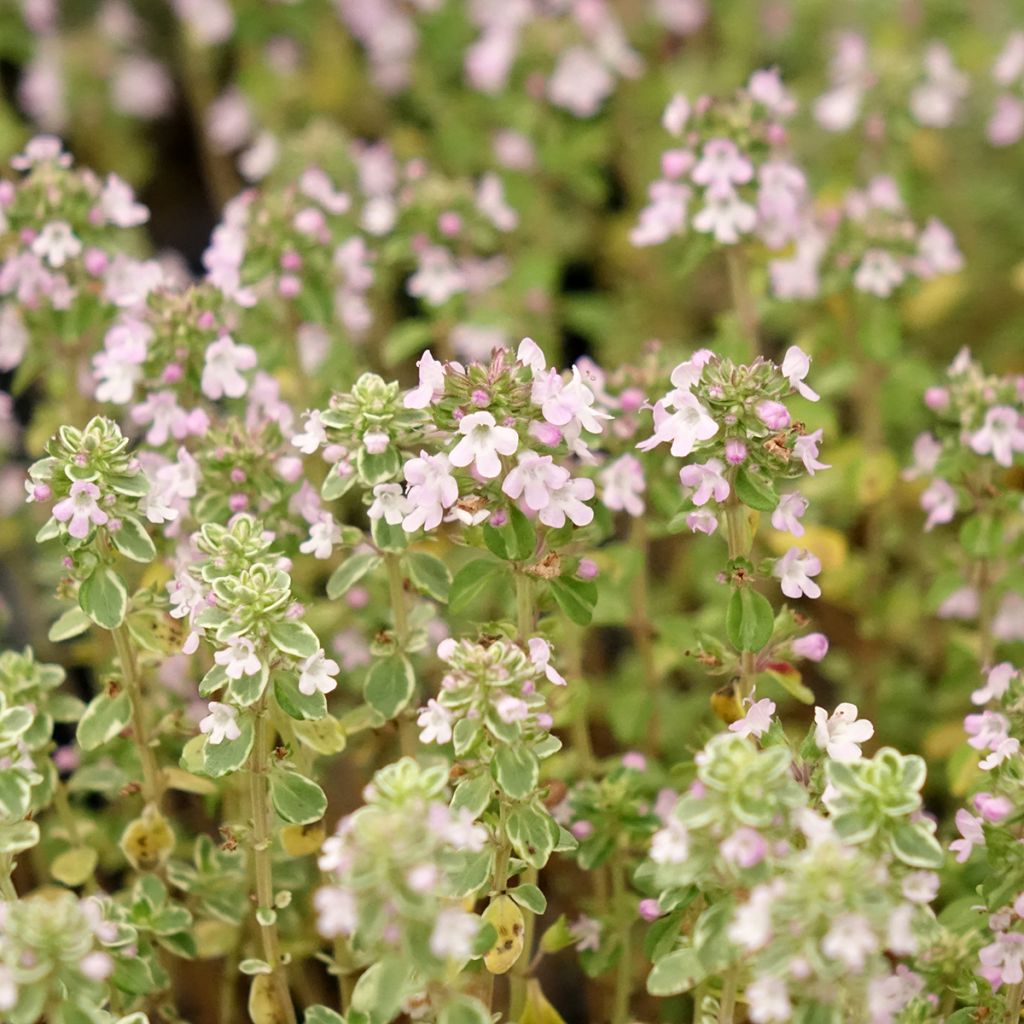 Thym citron panaché - Thymus citriodorus Silver Queen